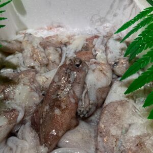 Calamares frescos 16’80€/ kilo